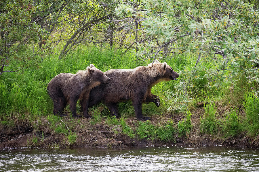 A Mother Brown Bear And Her Cub Watch Photograph by John Hyde / Design Pics