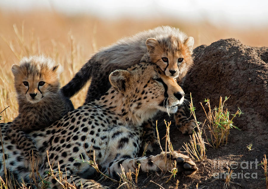 A Mother Cheetah And Her Adorable Cubs Photograph by Wldavies