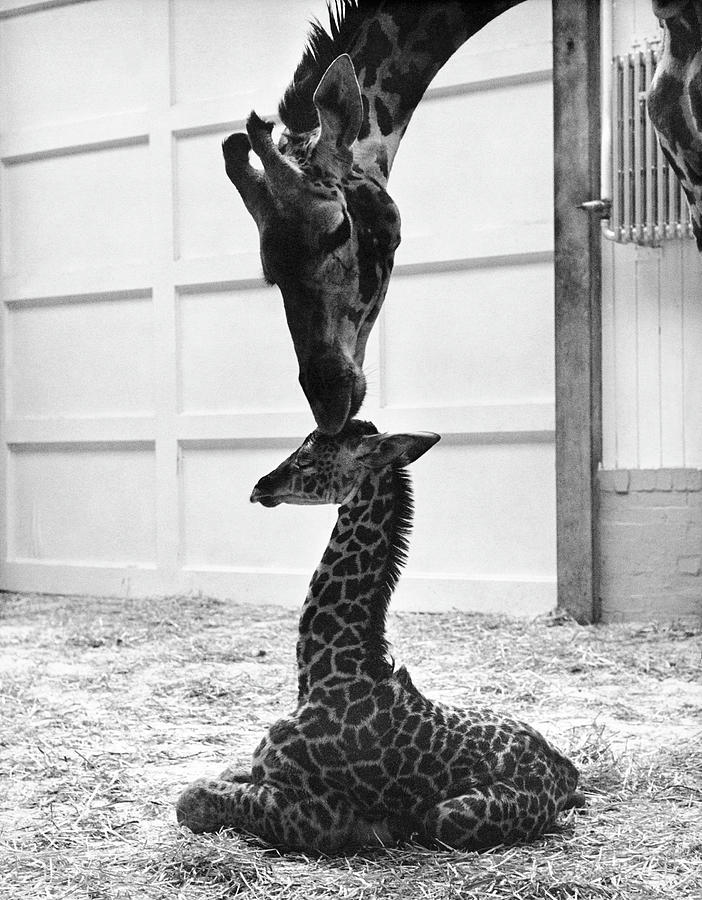 A Mother Giraffe With Her Newborn At Photograph by Keystone-france