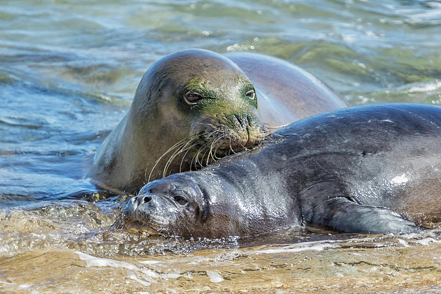 Mama Monk Seal and Pup at the Shoreline, No. 1 - RB00 and PK1 by Belinda Greb Mama Monk Seal and Pup at the Shoreline, No. 1 - RB00 and PK1 by Belinda Greb