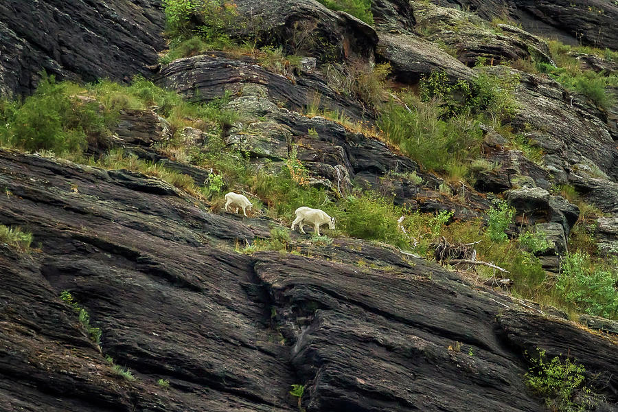A Mother Mountain Goat and Her Kid Above Avalanche Lake by Belinda Greb A Mother Mountain Goat and Her Kid Above Avalanche Lake by Belinda Greb