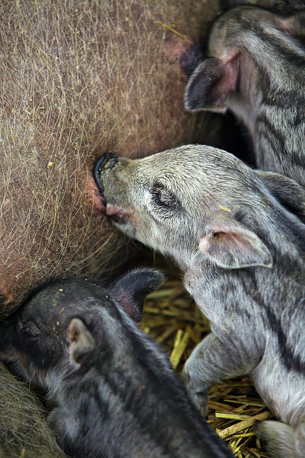A Mother Pig Suckling Piglets In A Stall Photograph by Herbert Lehmann