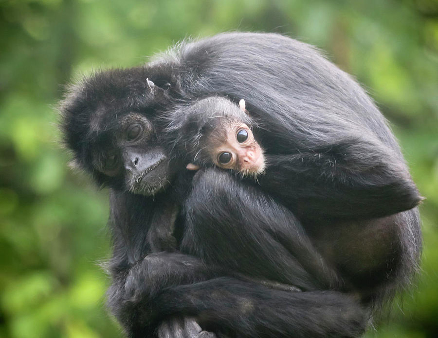A Mother Spider Monkey Embraces Her Baby Photograph