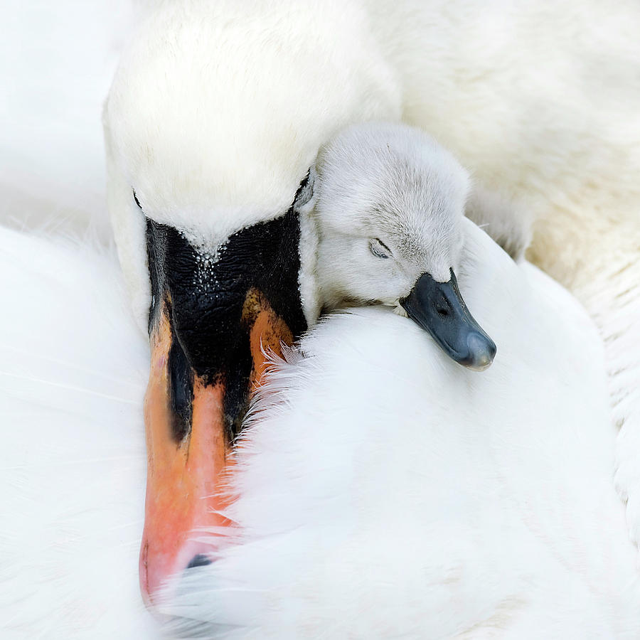 Swan Photograph - A Mother\'s Love by Jacky Parker