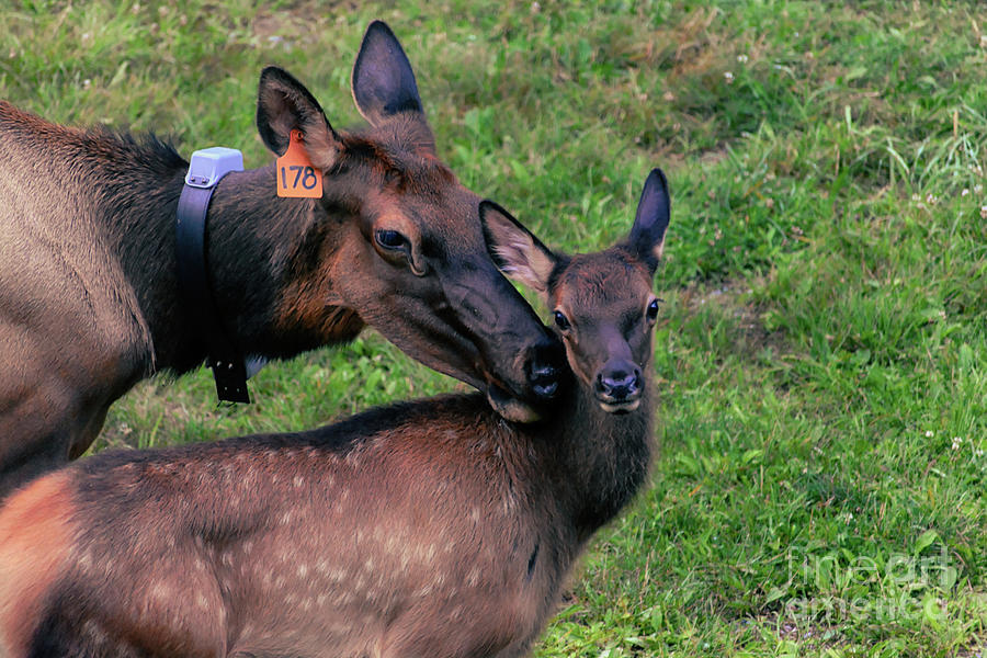 A Mothers Love Elk Series #7 Photograph by Rebecca Carr