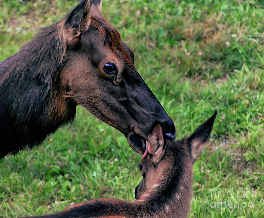 A Mothers Love Elk Series #1 Photograph by Rebecca Carr