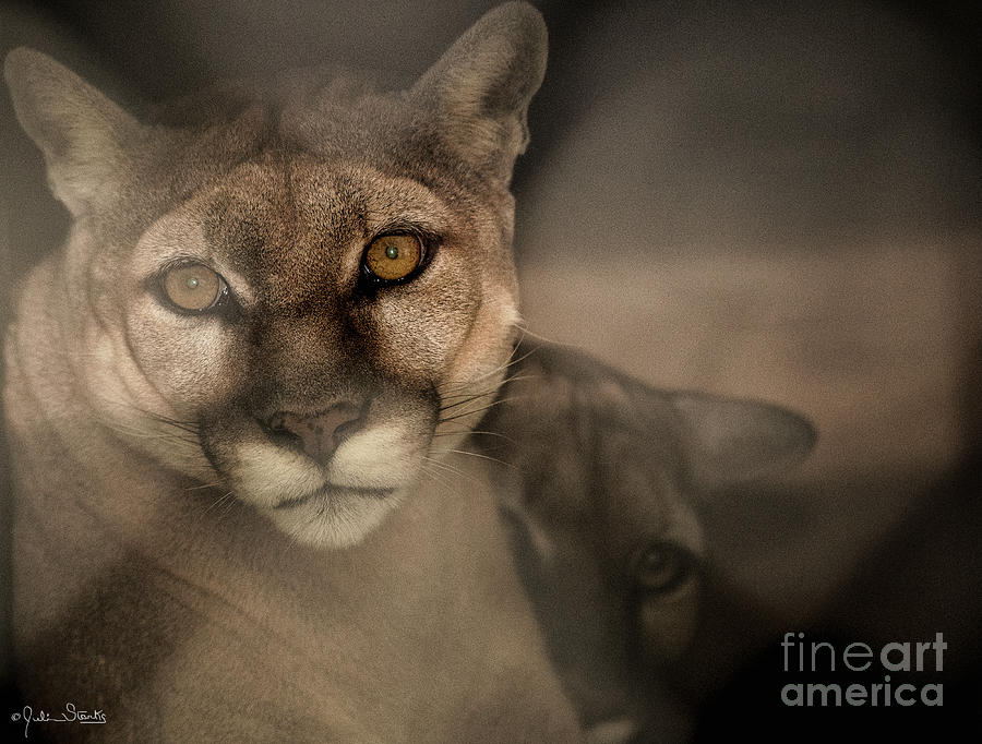 A Mountain Lion And Her Cub Photograph