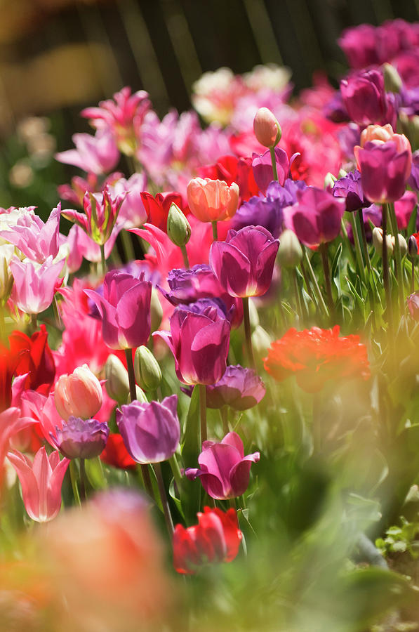 A Multicolor Patch Of Blossoming Tulips Photograph by Maria Mosolova