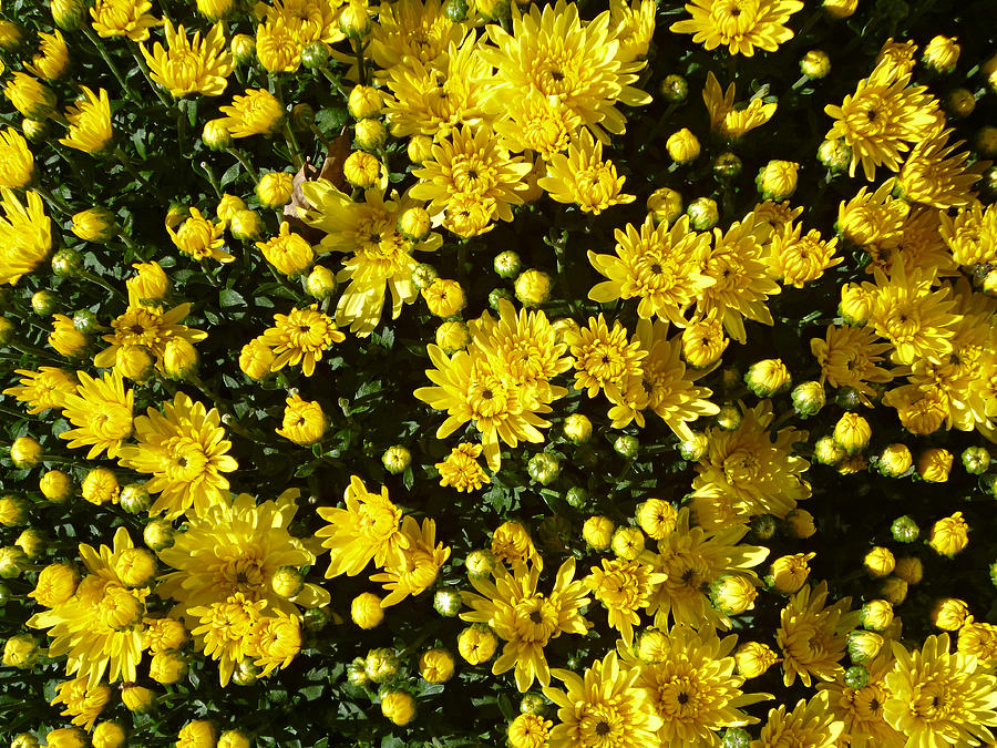 A Multitude of Yellow Mums Photograph by Mike McBrayer