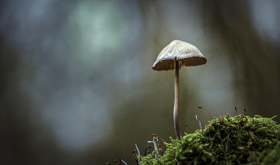 A Mushroom Photograph by Fred Louwen - Fine Art America