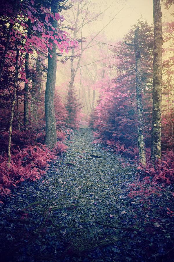 A Mystery in Pink by Tara Turner A Mystery in Pink by Tara Turner