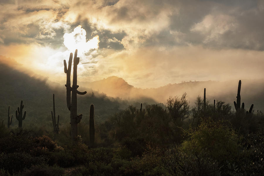 A Mystic Morning In The Sonoran  Photograph by Saija Lehtonen