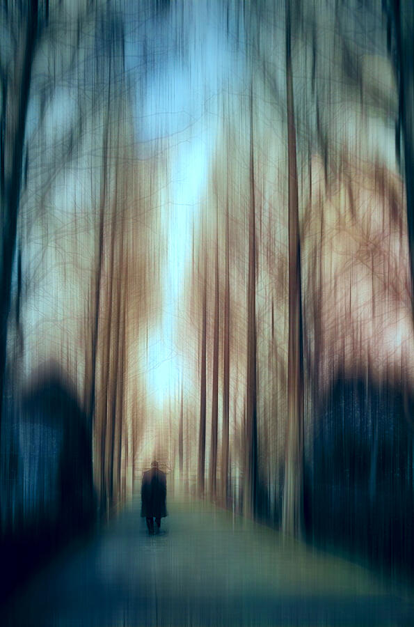 A Mystical Forest Walk Photograph by Atsushi Inamura