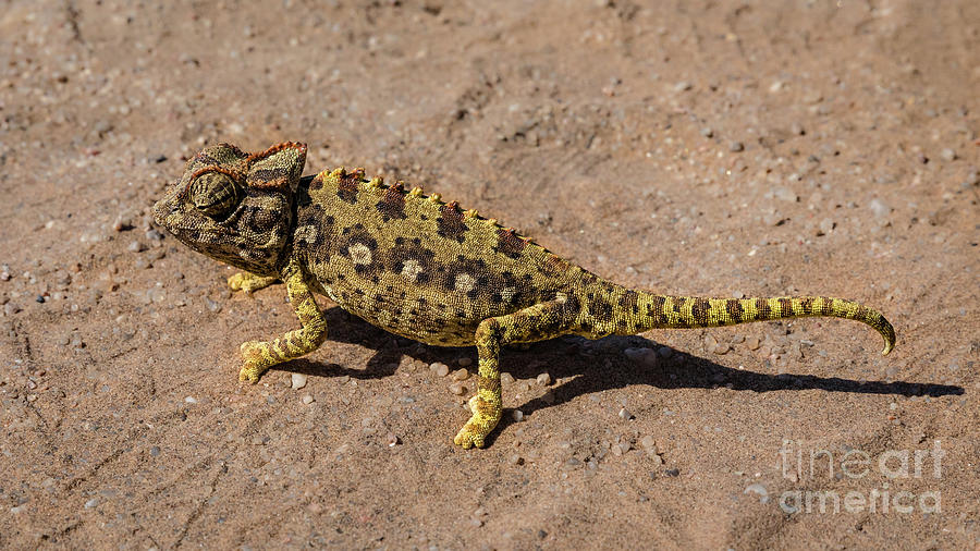 A namaqua chameleon in the Namib Desert Photograph by Lyl Dil Creations