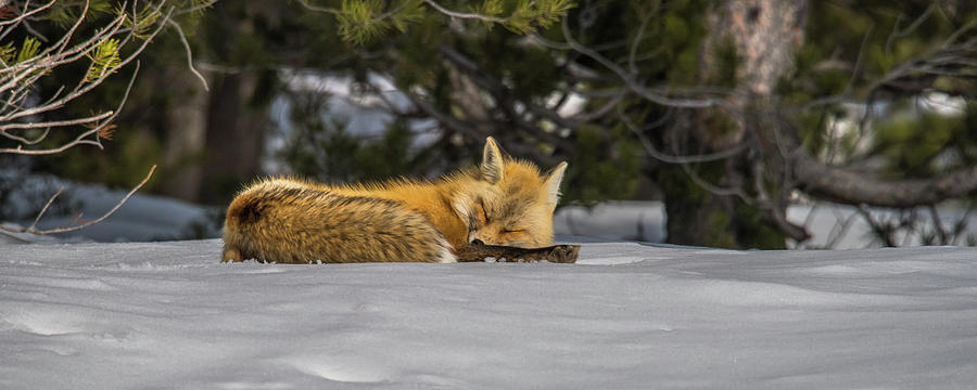 A Nap In The Snow Photograph by Yeates Photography