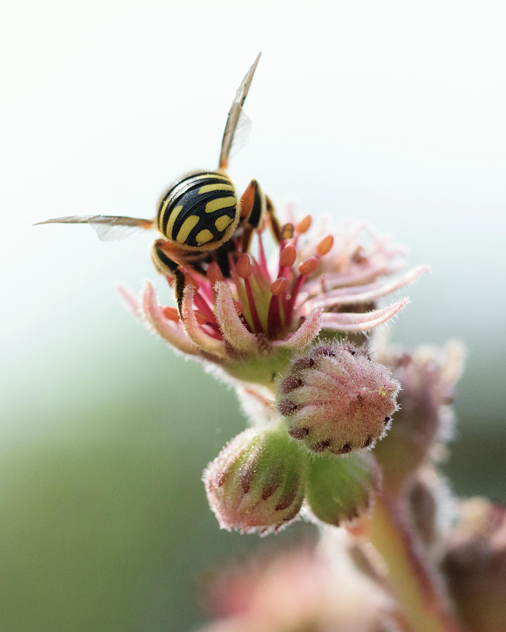 Flower Photograph - A Natural Buzz by Mark Horton