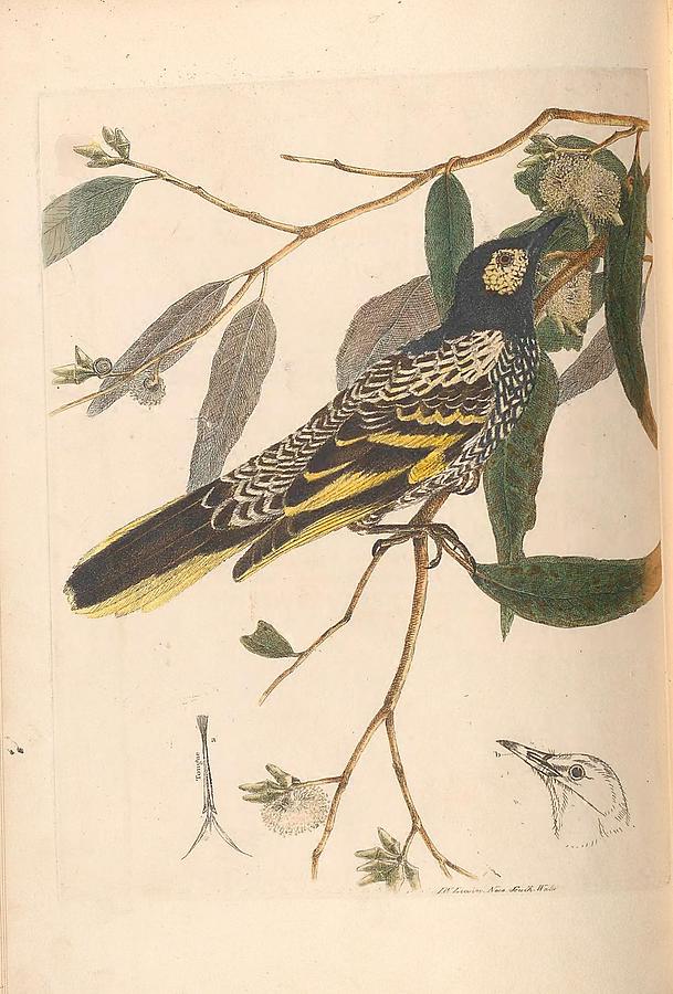 A Natural History Of The Birds Of New South Wales By John William Lewin C 1822 - 01 Painting