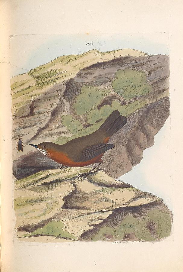 A Natural History Of The Birds Of New South Wales By John William Lewin C 1822 - 03 Painting