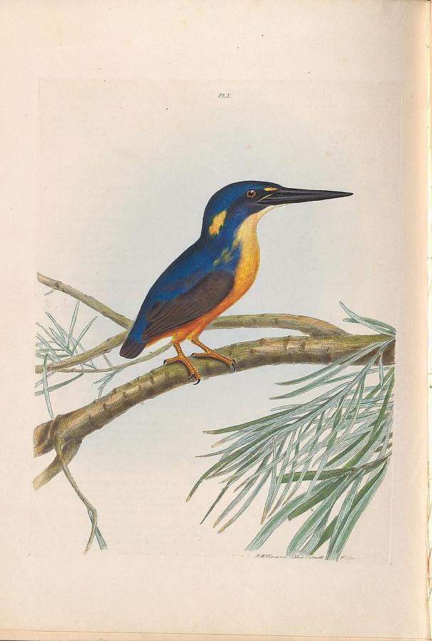 A Natural History Of The Birds Of New South Wales By John William Lewin C 1822 - 17 Painting