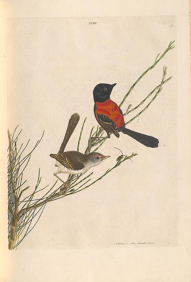 A Natural History Of The Birds Of New South Wales By John William Lewin C 1822 - 40 Painting