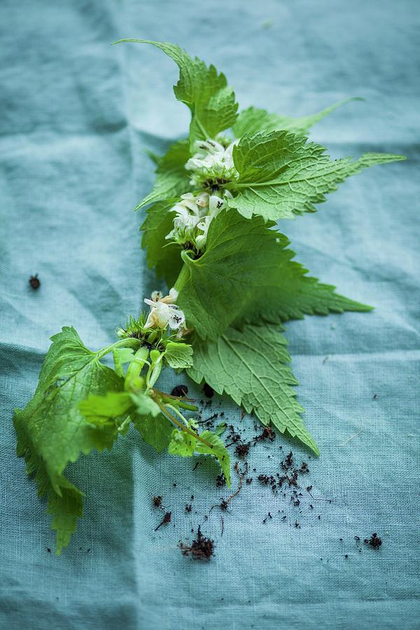 A Nettle Branch With Flowers Photograph by Eising Studio
