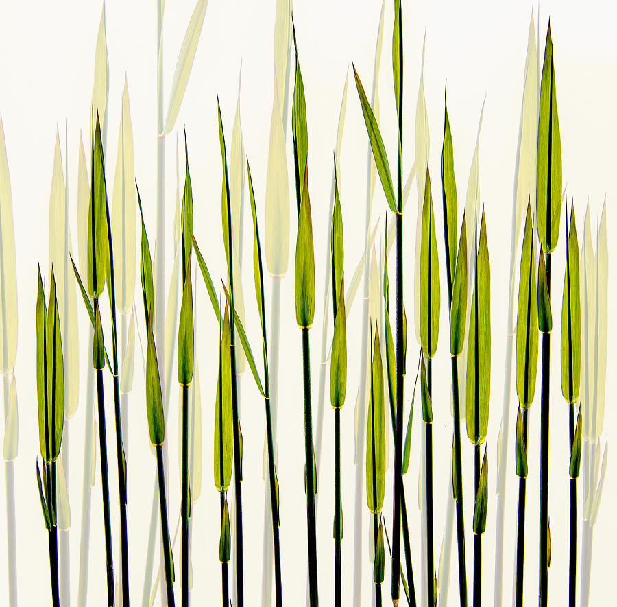 Reed Photograph - A New Beginning by Nel Talen