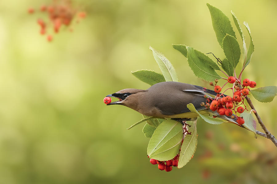 Nature Photograph - A Nice Breakfast by Ling Zhang