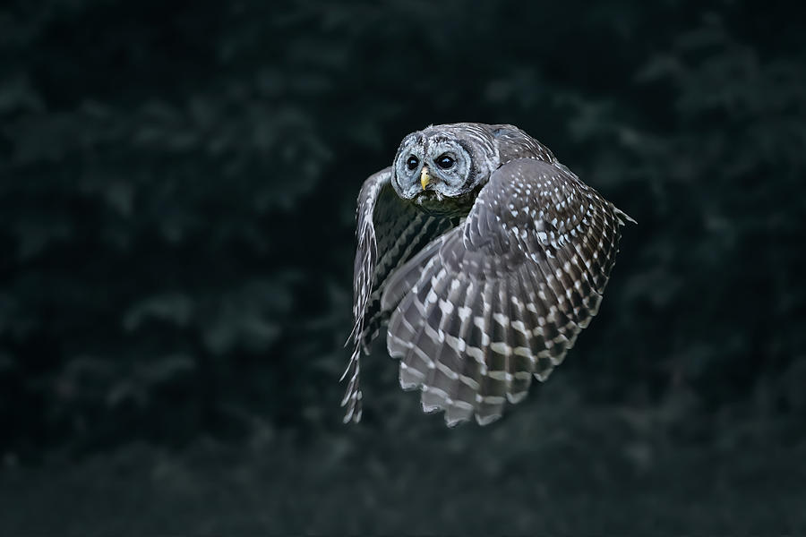 Owl Photograph - A Night Flying Barred Owl by Rob Li