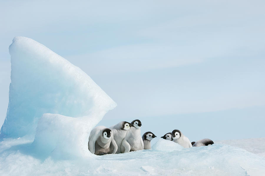 A Nursery Group Of Young Penguin Photograph by Mint Images - David Schultz