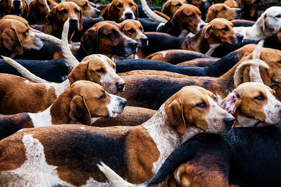 Animal Photograph - A pack of Fox Hounds by Maggie Mccall