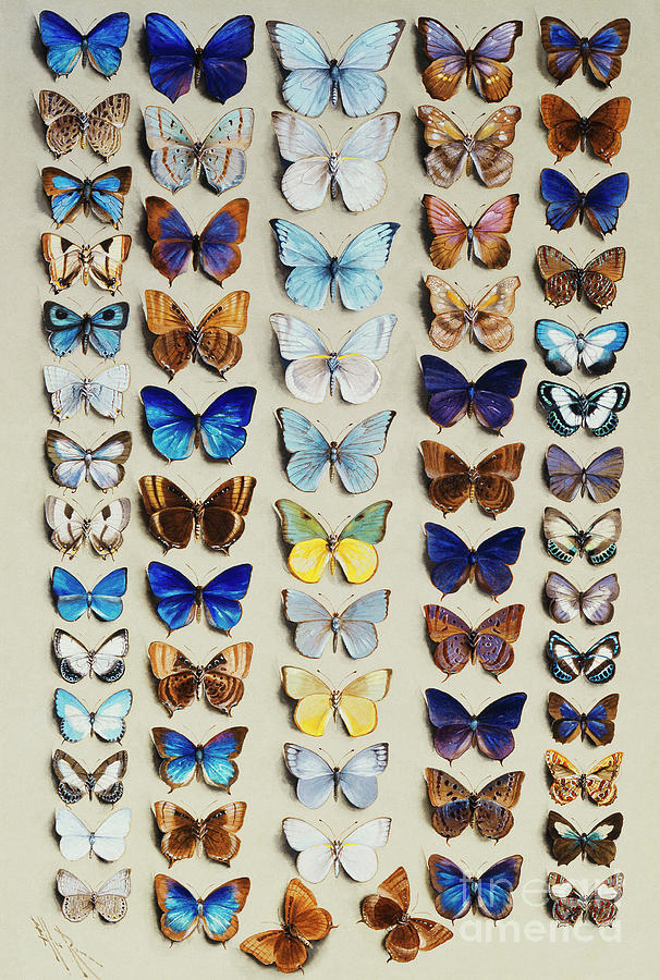 A Packed Plate Of Sixty-two Butterflies, In Five Columns, Mostly ...