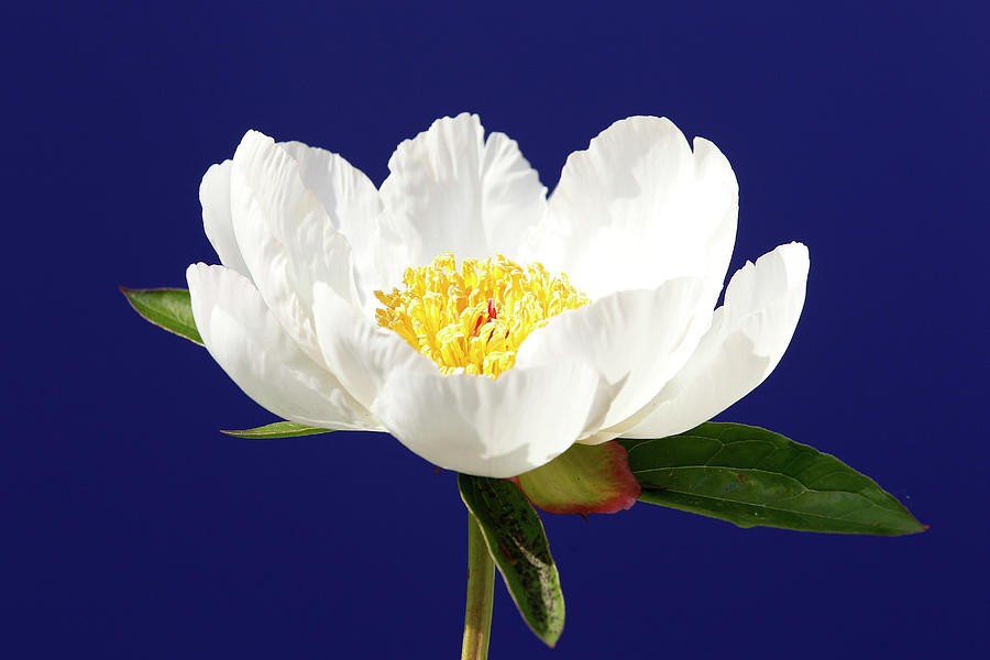 A Paeonia Lactiflora Commonly Known Photograph By Stefan Wermuth Fine