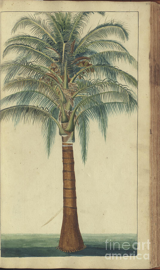 A Page From The elegancies Of Jamaica, 403, 1750-79 Painting by John Lindsay