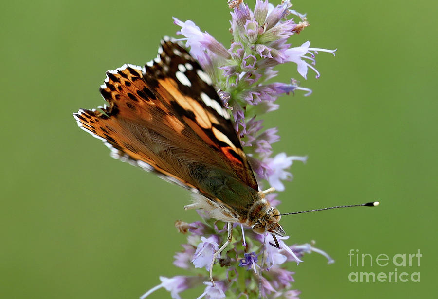 A Painted Lady Butterfly feeds upon a Afastache Blue Fortune Photograph by Allan Levin