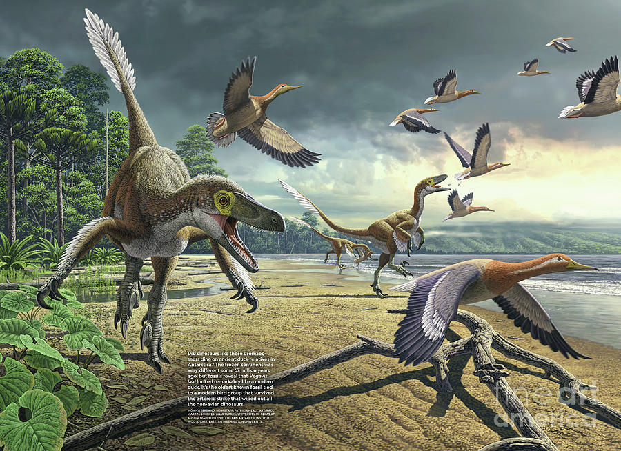 A Painting Depicting Dromaeosaurs And An Ancient Duck Species, Vegavis Iaai Photograph by Monica