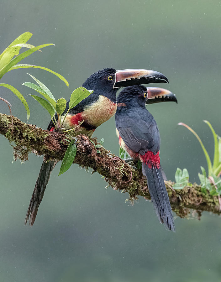 A Pair Of Aracaris In The Rain Photograph by Sheila Xu