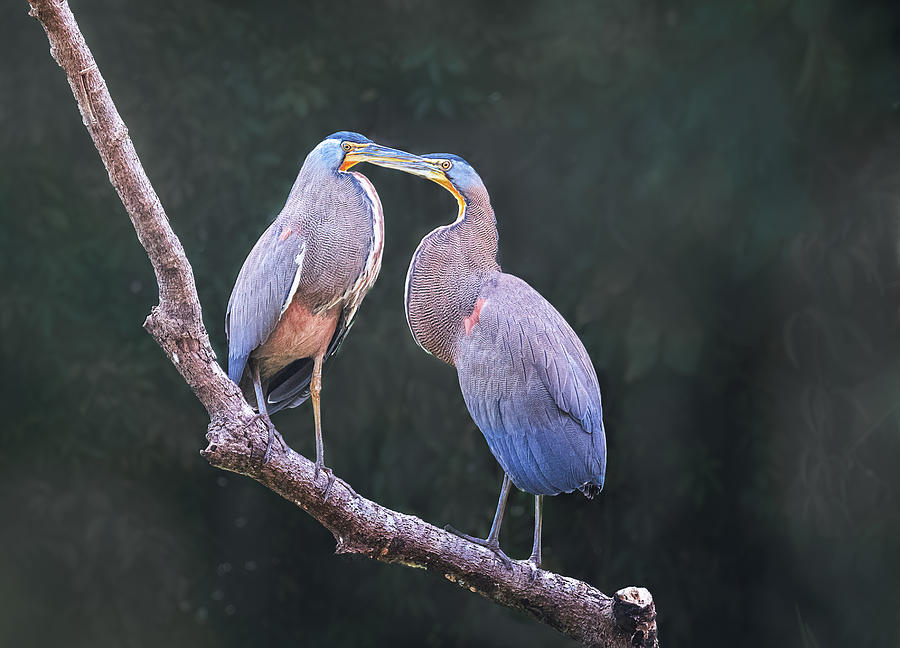 A Pair Of Bare-throated Tiger-herons Photograph by Sheila Xu