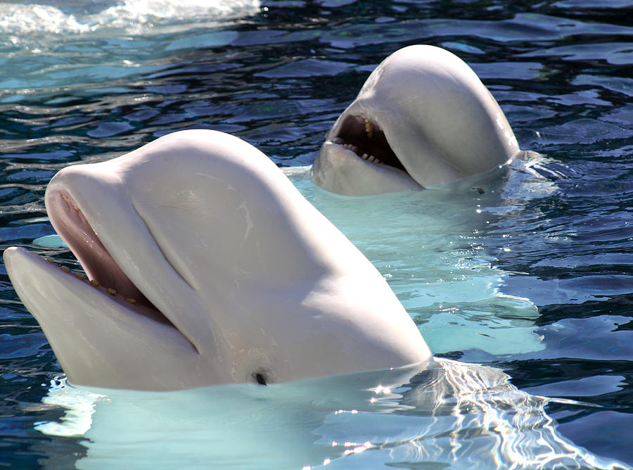 Animal Photograph - A Pair Of Beluga Whales With Their by Plasticsteak1