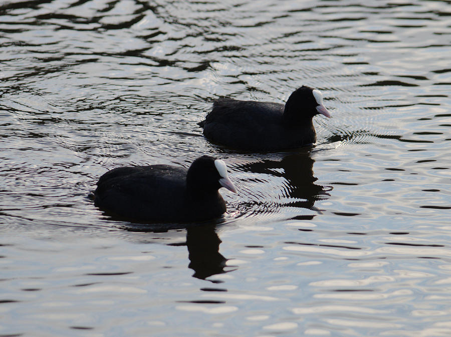 A Pair of Coots Photograph by Adrian Wale