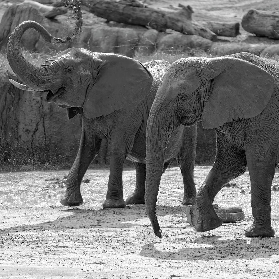A Pair of Elephants by Jonathan Davison A Pair of Elephants by Jonathan Davison