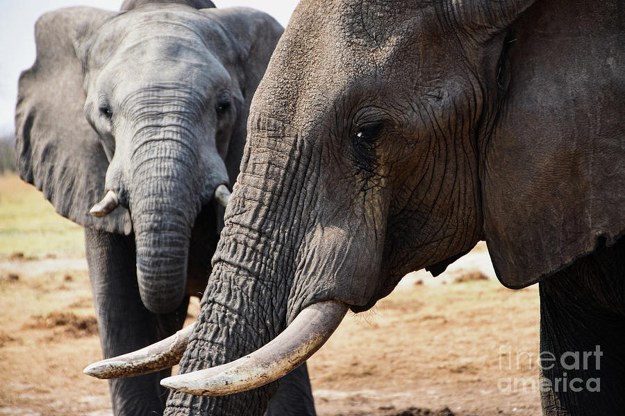 Elephants two outlets pair, sold per pair