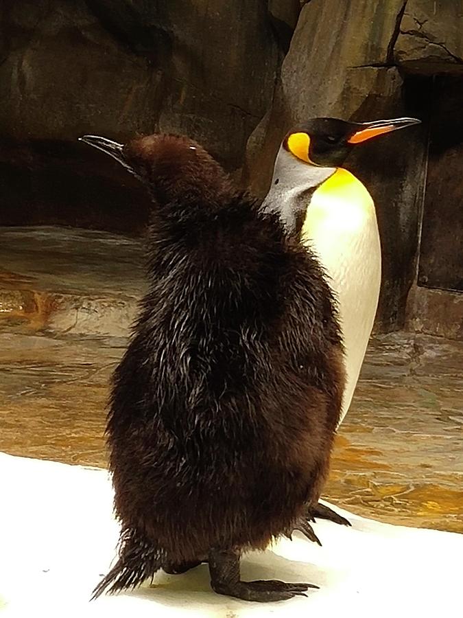 A Pair of Emperor Penguins of Mother and Son Photograph by Ha LI - Fine ...