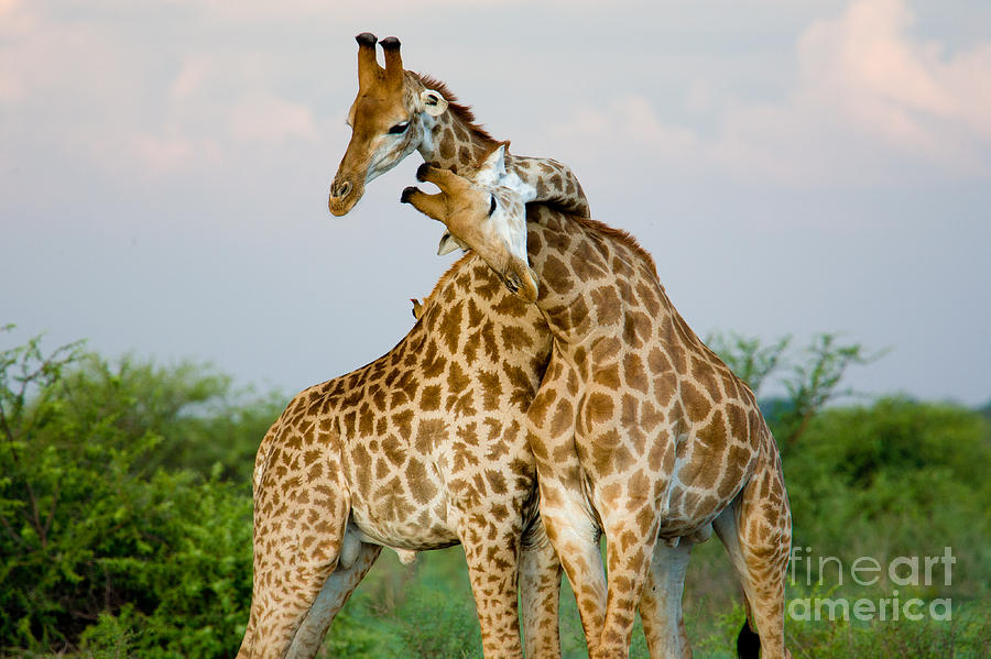 Love Photograph - A Pair Of Giraffe Entwining Their Necks by Tim booth Love Photograph - A Pair Of Giraffe Entwining Their Necks by Tim booth