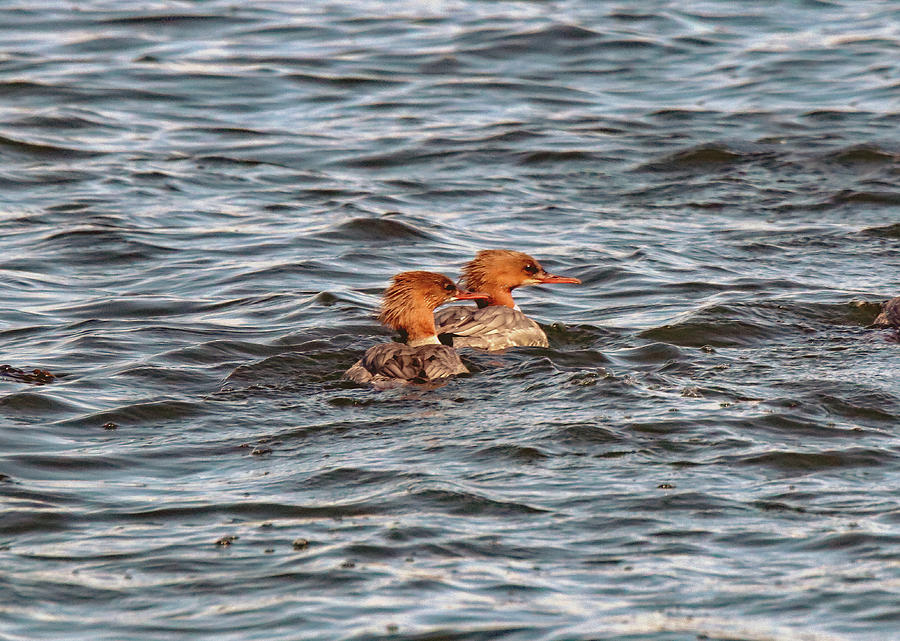 A Pair Of Goosander Photograph by Jeff Townsend