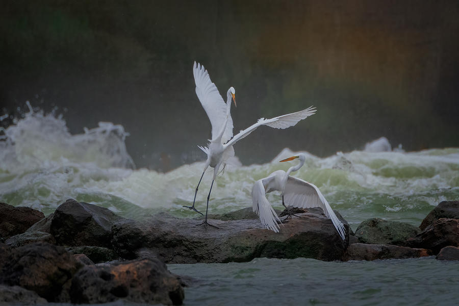 A Pair Of Great Egrets Perform Photograph by Sheila Xu