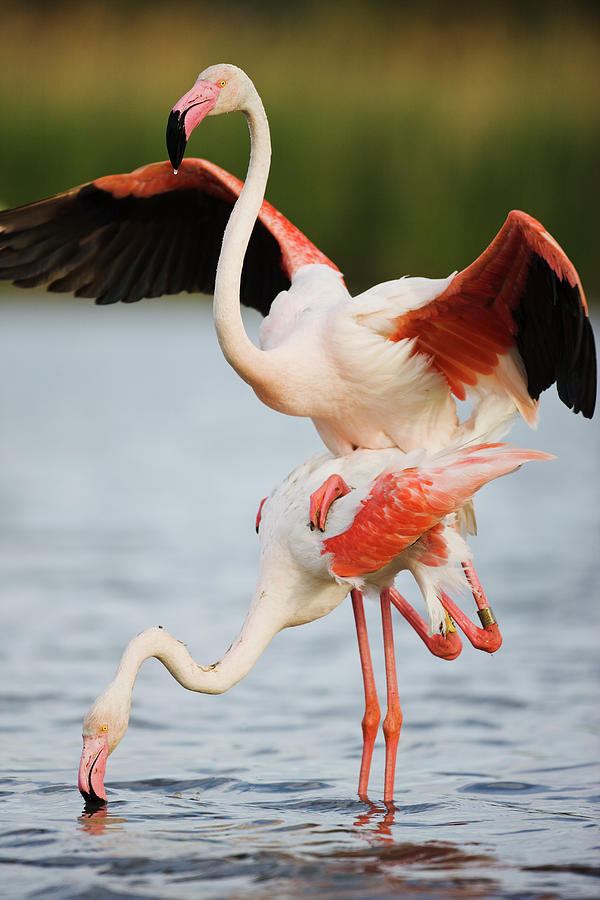 A Pair Of Greater Flamingos Mating In A Photograph by Jami Tarris