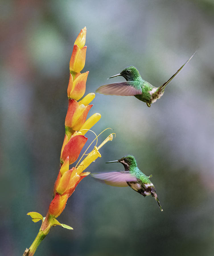 A Pair Of Green Thorntails Photograph by Sheila Xu