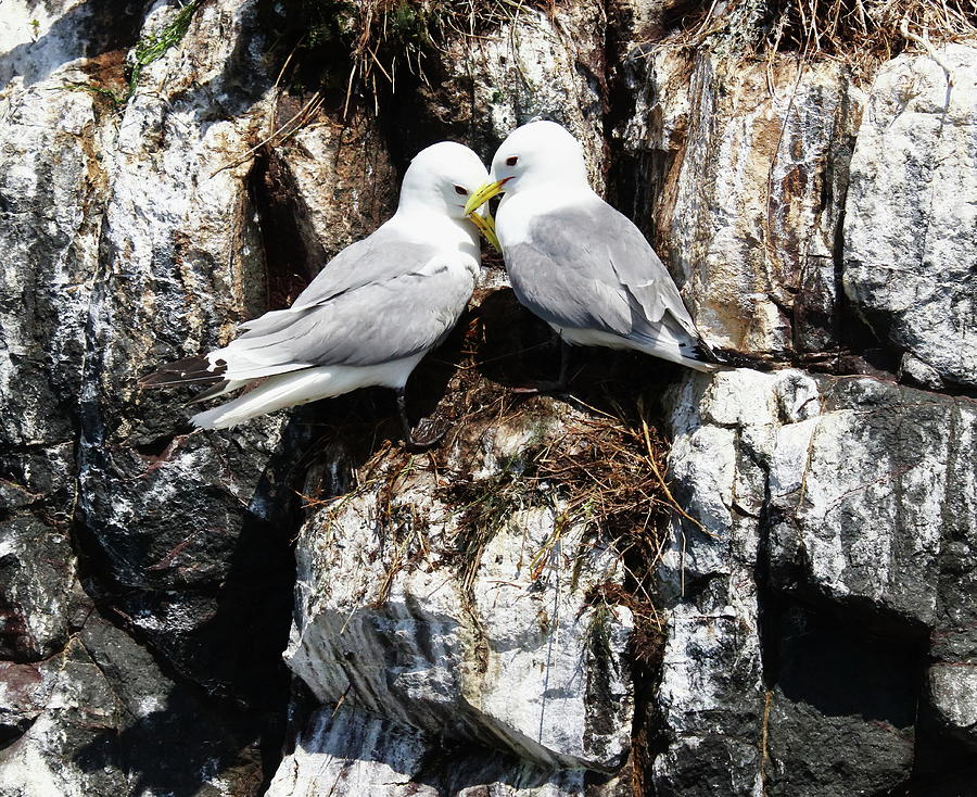 A Pair Of Kittiwake Photograph by Jeff Townsend