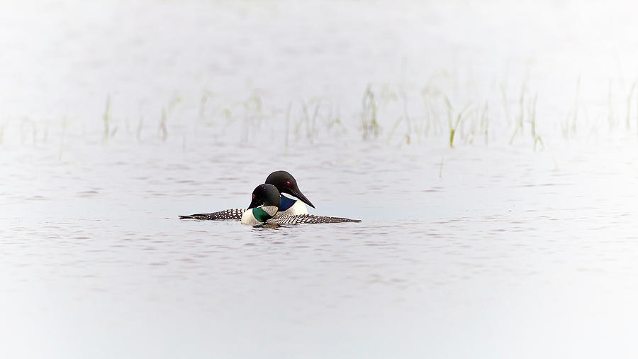 A pair of Loons in mating colors Photograph by Al  Mueller