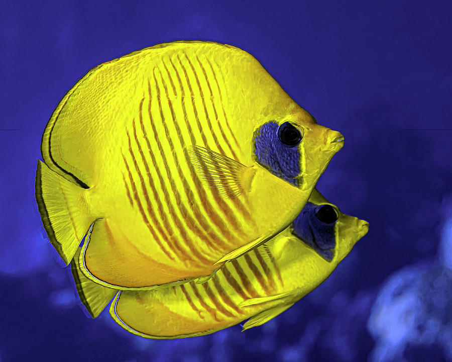 A Pair Of Masked Butterflyfish Photograph by Bruce Shafer